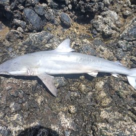Cazón encontrado en Famara