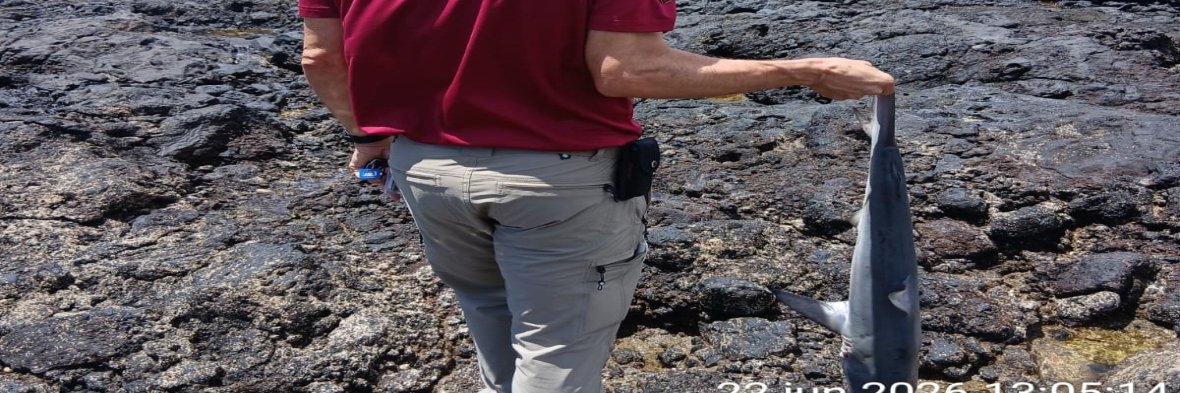 A dogfish shark appears on the coasts of Famara.
