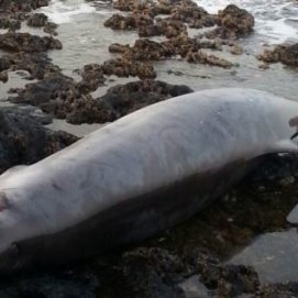 Aparece el cadáver de un zifio en la costa de Mala