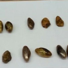 Detenido en Arrecife un hombre que llevaba 16 "bellotas" de hachís en su cuerpo
