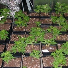 La Policía encuentra 47 plantas de marihuana en una casa a la que acudió por una pelea