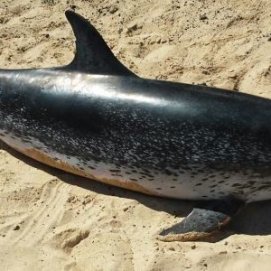 Encuentran el cadáver de un delfín varado en el lago de La Santa