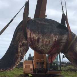 Recuperan el cadáver del cachalote que apareció flotando el pasado viernes en Órzola