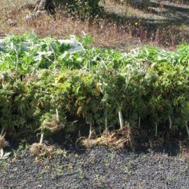 La Guardia Civil desmantela un invernadero con 69 plantas de marihuana en Tinajo