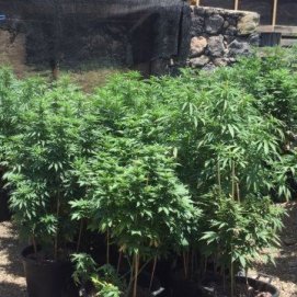 La Policía desmantela cuatro invernaderos de marihuana y se incauta de 750 kilos de droga en Tías