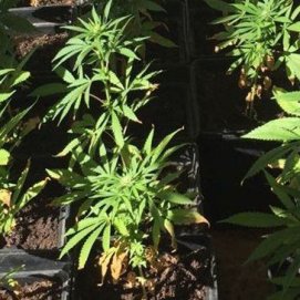 Detenido un hombre con 81 plantas de marihuana en una vivienda de Playa Blanca