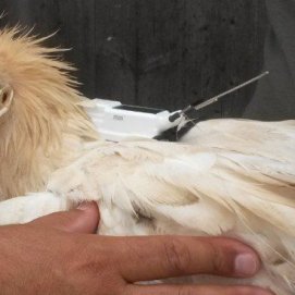 El Gobierno canario destina 34.200 euros a un estudio sobre la conservación del guirre en Lanzarote y Fuerteventura