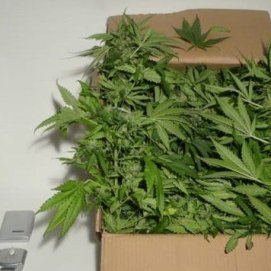 Detenido un vecino de Arrecife que tenía una plantación de marihuana en su trastero