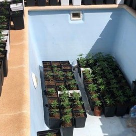 Desmantelan una plantación de marihuana en una vivienda de Playa Blanca ocupada ilegalmente
