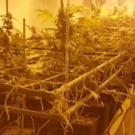 La Guardia Civil incautó 432 plantas de marihuana en el garaje de un club cannábico de Arrecife