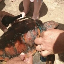 Rescatan a una tortuga que estaba atrapada en plásticos en aguas de Costa Teguise