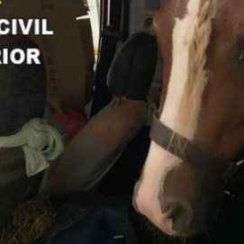 Denunciado por transportar un poni dentro de un vehículo en la bodega de un barco