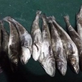 Denunciados tres pescadores deportivos por la pesca de una especie protegida en Lanzarote