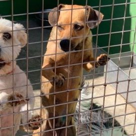 El Cabildo otorga una ayuda extra de 10.000 euros a la protectora de animales Sara para alimentos y medicinas