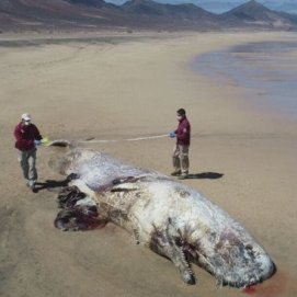 Localizado un cachalote de 10 metros en avanzado estado de descomposición varado en Cofete (Fuerteventura)
