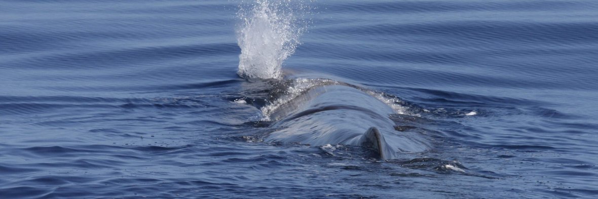A sperm whale on the coast of Lanzarote. Photo: SECAC.