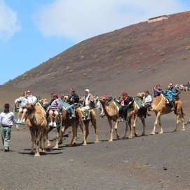 Paseos a camello en Timanfaya