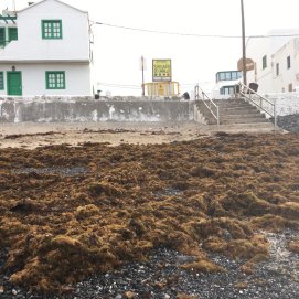 Seba acumulada en Caleta Caballo