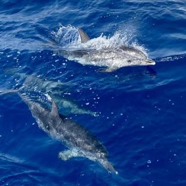 Un grupo de delfines en la costa sur de Lanzarote