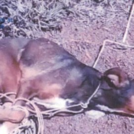 Perro asfixiado hasta la muerte en Teguise