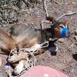 Perro asfixiado hasta la muerte en Teguise