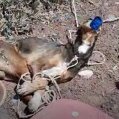 Timple, perro asesinado en Teguise Timple, perro asesinado en Teguise