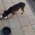 Vecinos de Tahíche y Costa Teguise daban de comer a Timple Vecinos de Tahíche y Costa Teguise daban de comer a Timple
