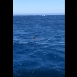 Graban un tiburón martillo cerca de la orilla frente al hotel Fariones en Puerto del Carmen
