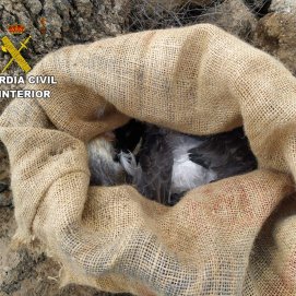 Imagen de las crías de pardela que tenían en un saco los detenidos en El Charco del Palo
