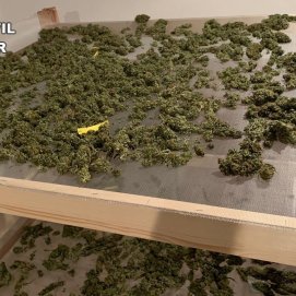 Plantación de marihuana localizada por la Guardia Civil en una vivienda de Yaiza