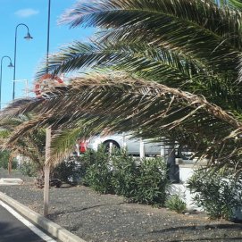 Palmeras en mal estado en Costa Teguise