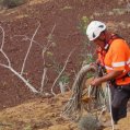 Trabajos de control de la población de 'Nicotiana glauca' en La Graciosa Trabajos de control de la población de 'Nicotiana glauca' en La Graciosa