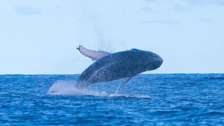 Una yubarta o ballena jorobada en Lanzarote. Foto: Ginés Díaz.