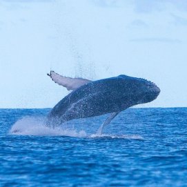 Una yubarta o ballena jorobada en Lanzarote. Foto: Ginés Díaz.