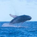Una yubarta o ballena jorobada en Lanzarote. Foto: Ginés Díaz.