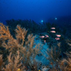 Foto 1. Bosque de coral negro en Playa Chica a 60 m (Lanzarote). Fuente Franck Gazzola – Under The Pole DEEPLIFE Lanzarote copyright Franck Gazzola  Under The Pole 019