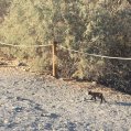 Un gato suelto en La Graciosa. Foto: SEO/BirdLife.