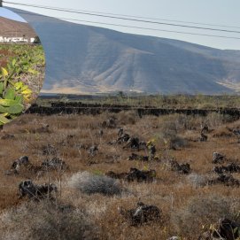 Diferencia entre tuneras en buen estado y otras desaparecidas en Guatiza. Foto: Juan Mateos