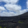 Parras de Bodegas Martinón en La Geria. Vino de Lanzarote.