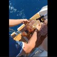 Rescate de tortuga