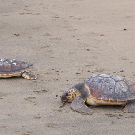 Suelta de tortugas en Lanzarote. Foto: Cabildo de Lanzarote.