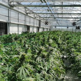 cannabis pharma grade greenhouse