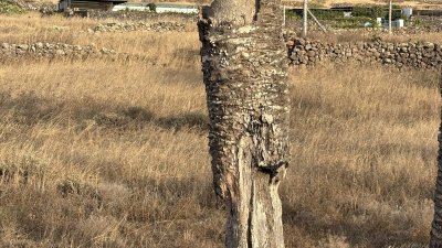 Palmera seca junto a la carretera en Haría