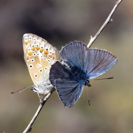 Mariposas en Timanfaya
