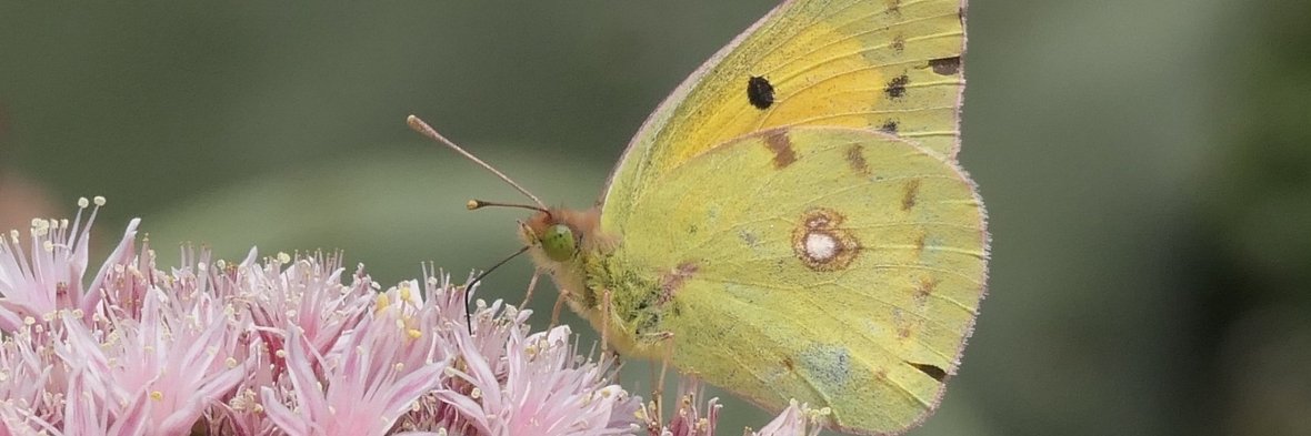 Mariposas Timanfaya (4)dd