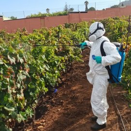 Trabajos para eliminar la filoxera