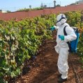 Trabajos para eliminar la filoxera