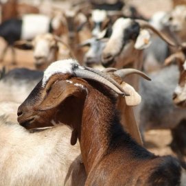 Ganado caprino en Canarias. Imagen: GMR Canarias. Agricultura y Ganadería.