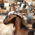 Ganado caprino en Canarias. Imagen: GMR Canarias. Agricultura y Ganadería.