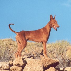 Podenco Canario. Caza.